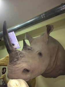 носорог2